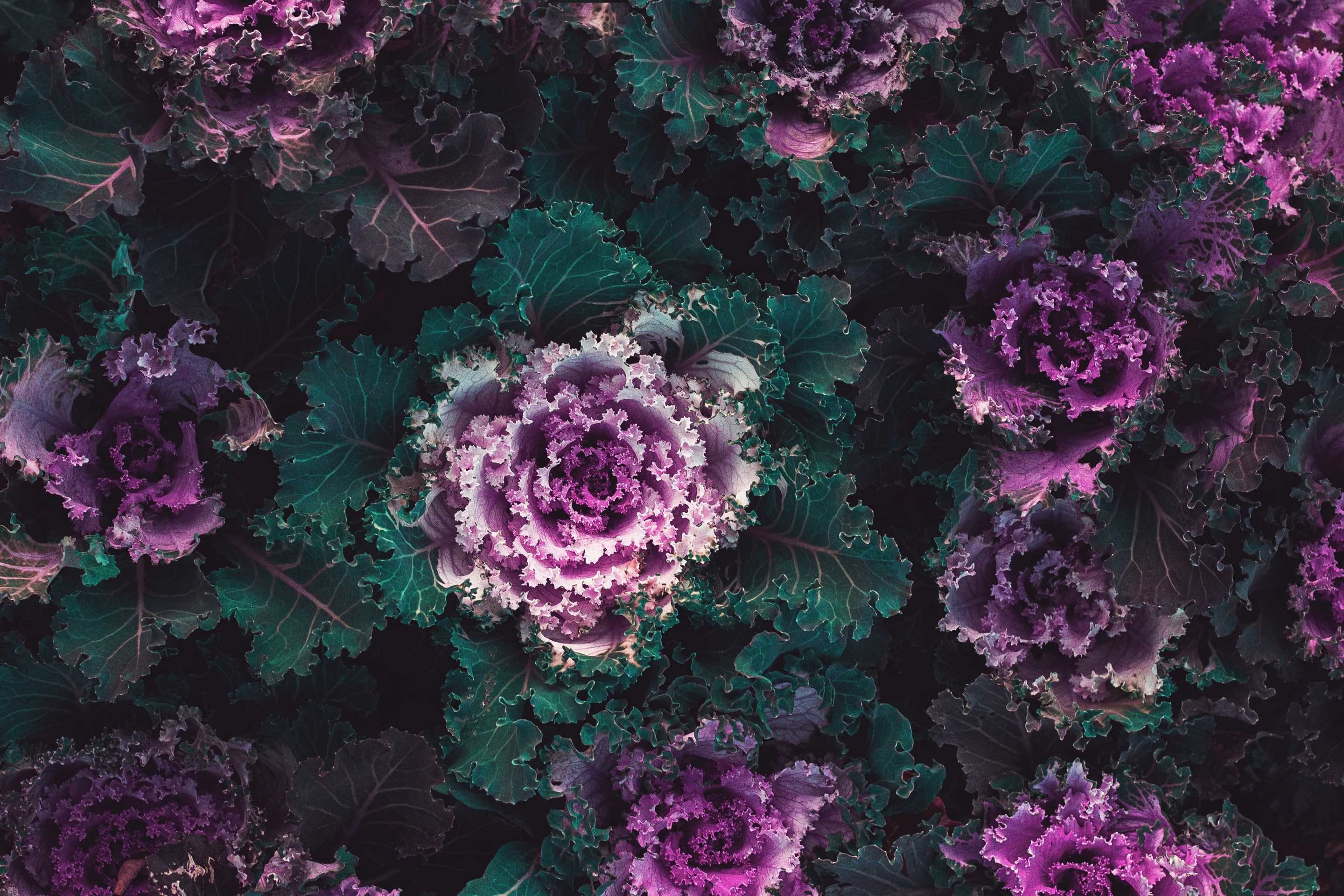 Building innovation platforms for a sustainable food system Vinnova